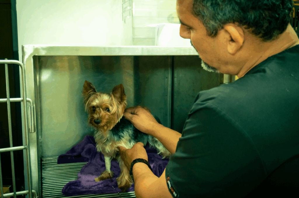 Amor y empatía por quienes no pueden hablar.